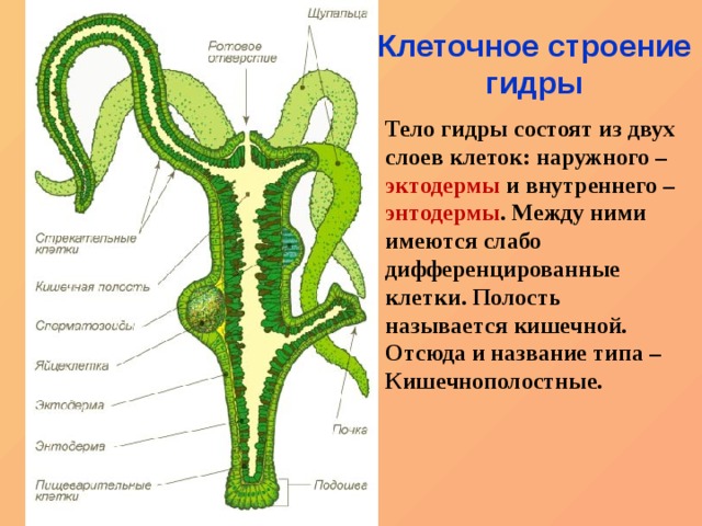 Кракен даркнет что известно