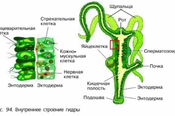 Мега кракен